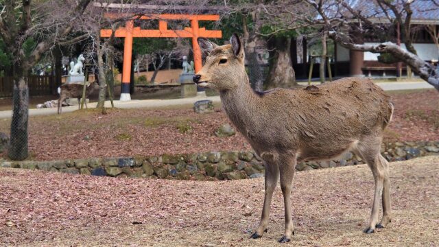 新春の奈良