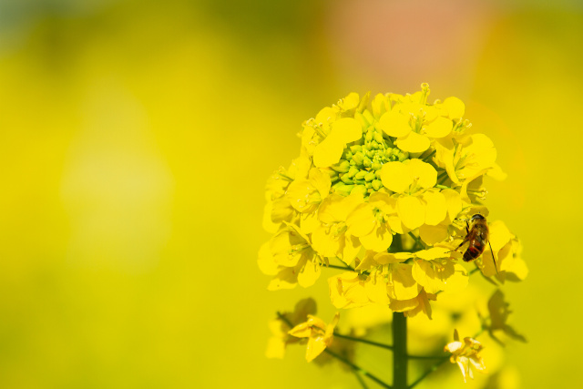 菜の花