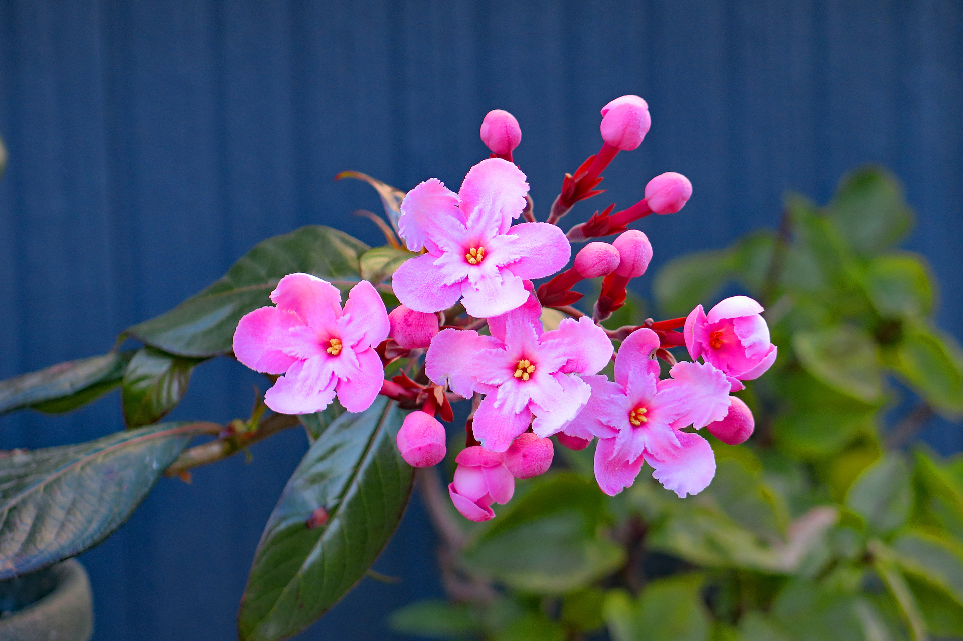 花 植物 ニオイザクラ ルクリア 壁紙19x1279 壁紙館