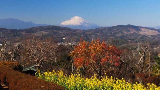 新春の吾妻山公園