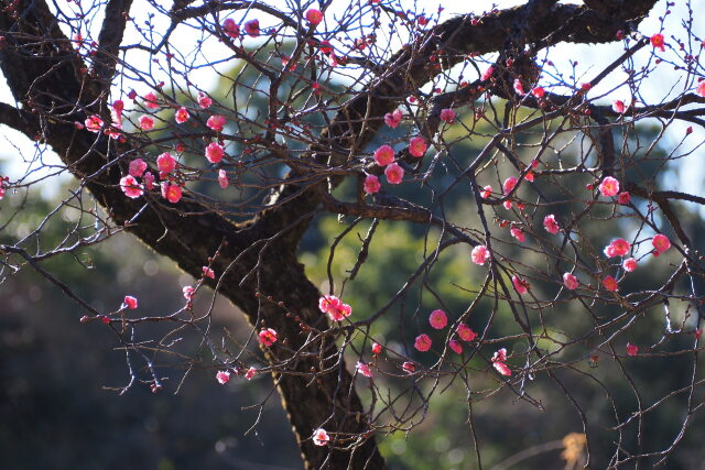 梅開花