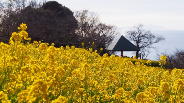 新春の吾妻山公園