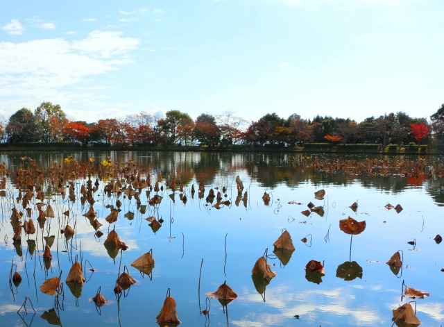 大覚寺