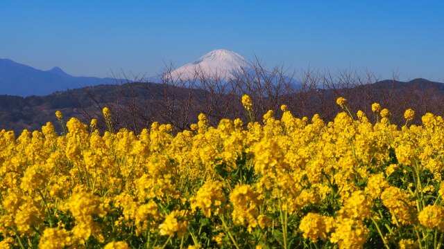 新春の吾妻山公園