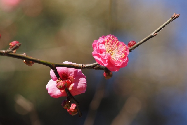 梅開花