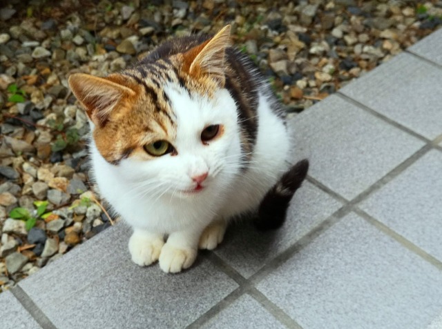 貴重なオスの三毛猫