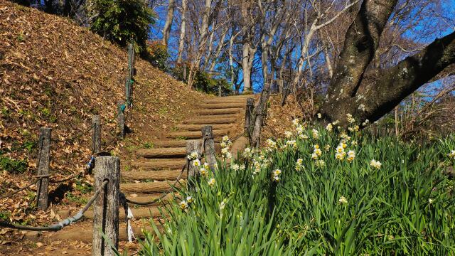 新春の吾妻山公園