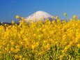 新春の吾妻山公園