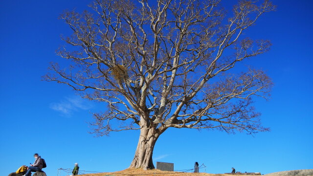 新春の吾妻山公園