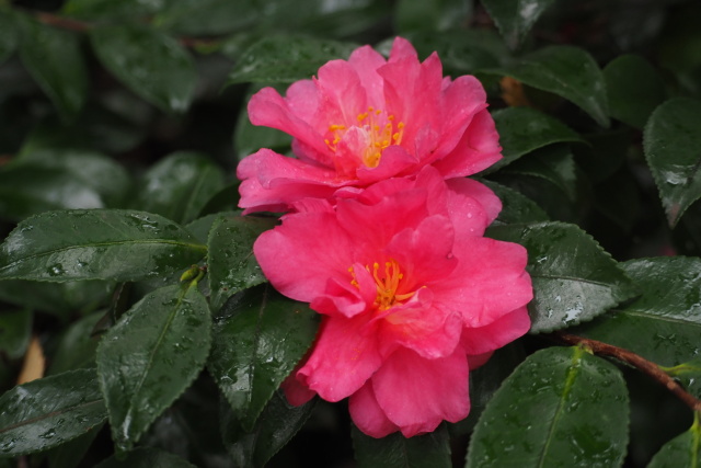 雨上がりの山茶花