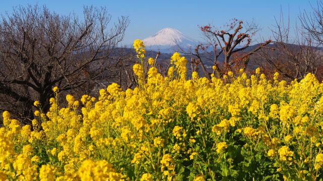 新春の吾妻山公園