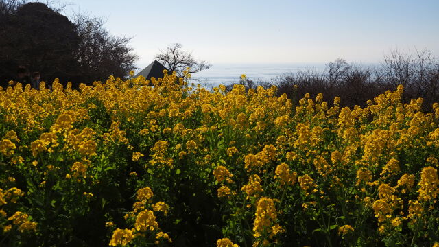 新春の吾妻山公園