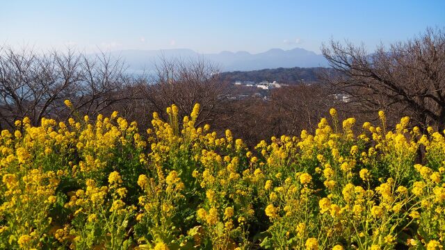 新春の吾妻山公園