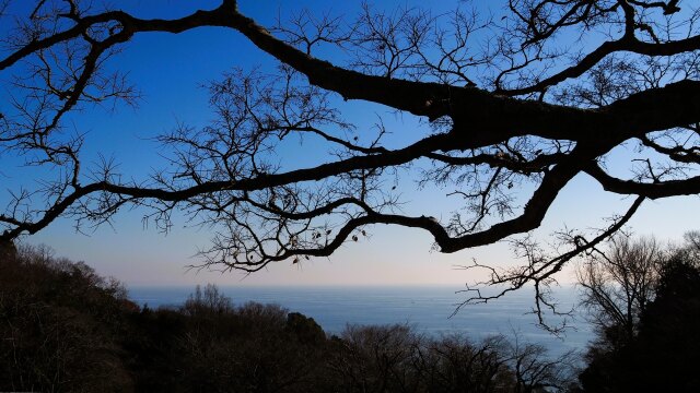 新春の吾妻山公園