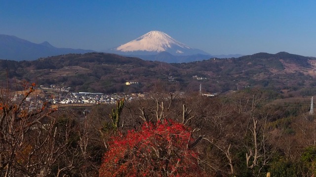 新春の吾妻山公園