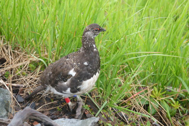 爺ヶ岳の雄雷鳥3