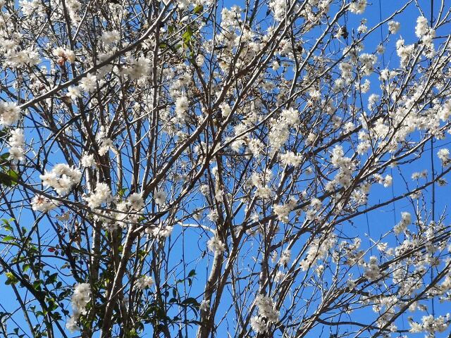 冬の花