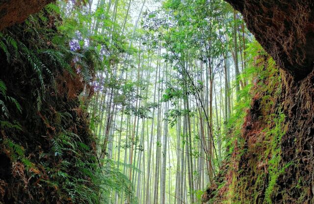 冬の竹林