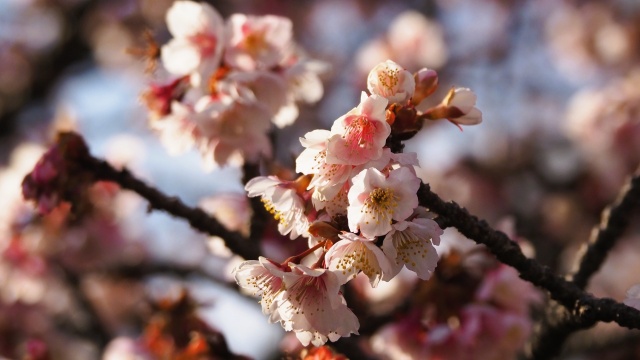 熱海桜