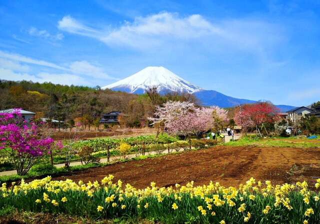 富士山