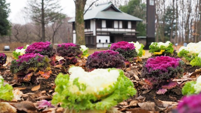 新春の府中市郷土の森博物館