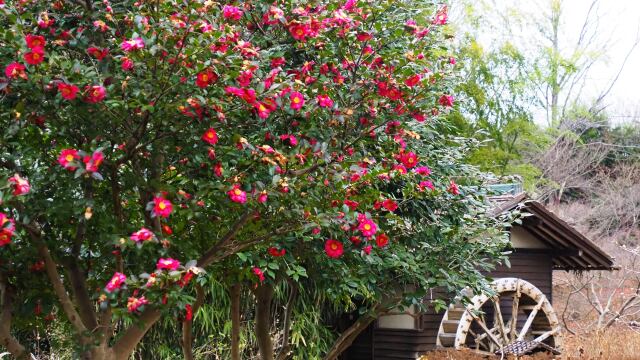 新春の府中市郷土の森博物館