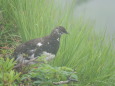 爺ヶ岳の雄雷鳥6