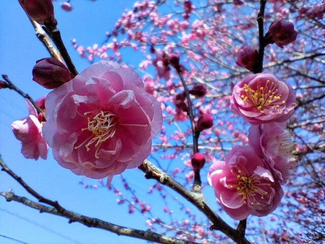 冬の花