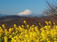 新春の吾妻山公園