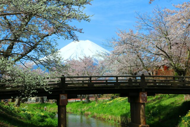 富士山