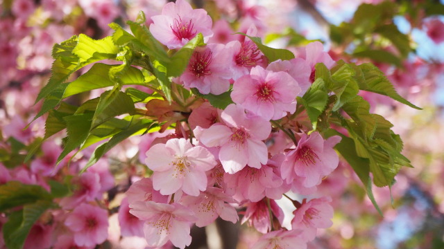 三浦海岸の河津桜