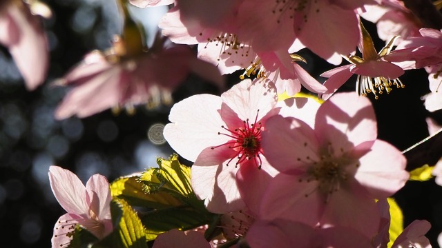 三浦海岸の河津桜