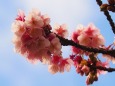 あたみ桜