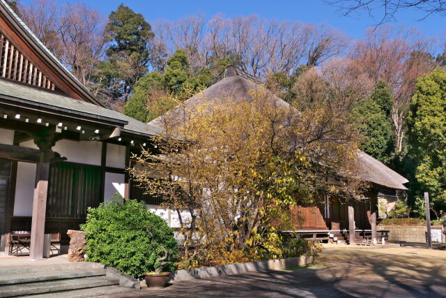 ロウバイ咲く寺