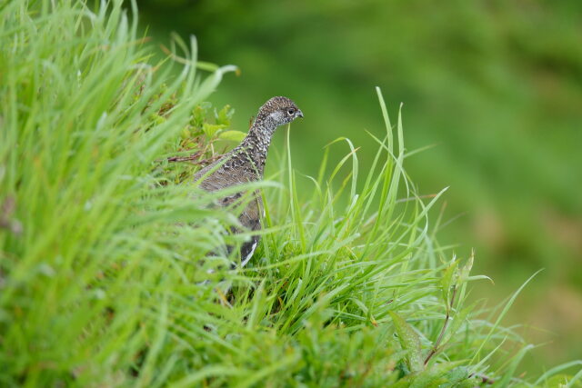 爺ヶ岳の雄雷鳥9