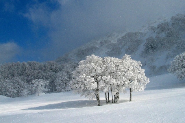 樹氷