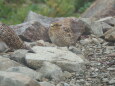 爺ヶ岳のチビ雷鳥