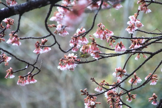 雨の寒桜