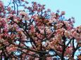 糸川遊歩道のあたみ桜