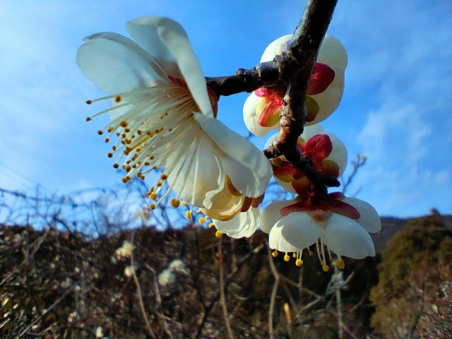 冬の花