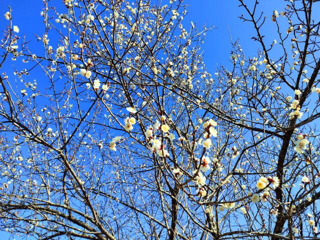 冬の花