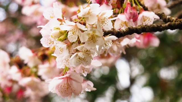 熱海梅園のあたみ桜