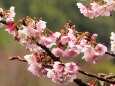 熱海梅園のあたみ桜