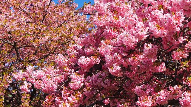 三浦海岸の河津桜