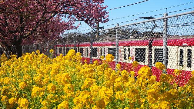 三浦海岸の河津桜と菜の花