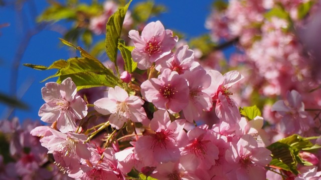 三浦海岸の河津桜