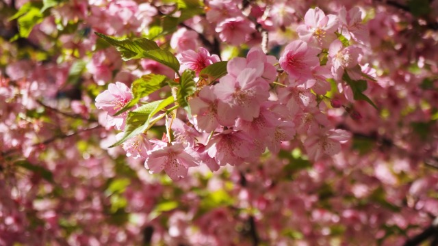 三浦海岸の河津桜