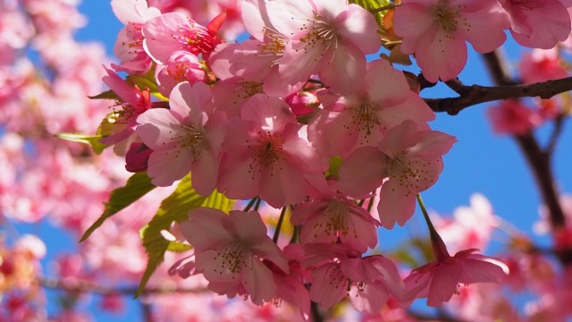 三浦海岸の河津桜