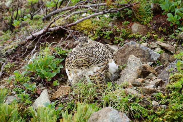 爺ヶ岳のママ雷鳥2