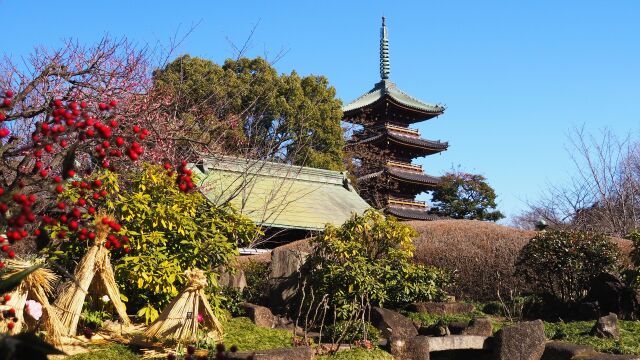 上野東照宮ぼたん苑